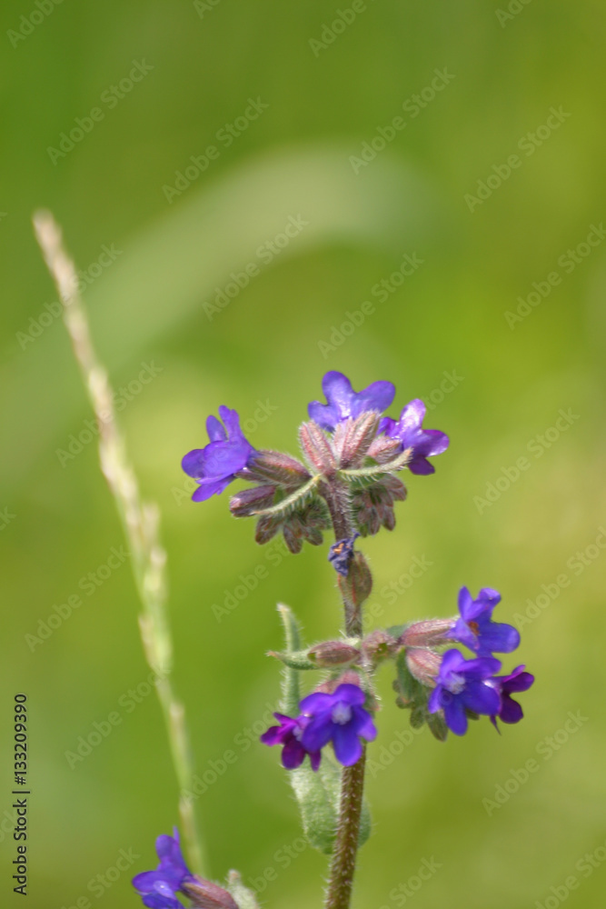 Beautiful purple flowers in natural habitat Beautiful purple flowers in natural habitat