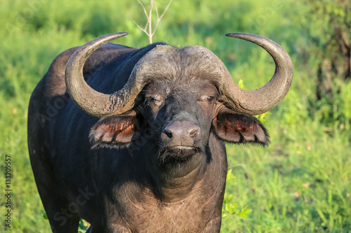 Close up of an African buffalo  savanna  Kruger National Park  South Africa