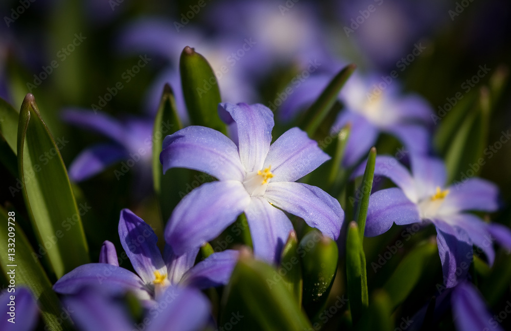 Beautiful blue flowers in natural habitat Beautiful blue flowers in natural habitat