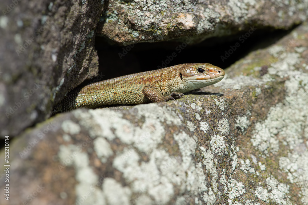 Viviparous Lizard (Zootoca Vivipara)/Common Lizard basking on lichen covered stone wall Viviparous Lizard (Zootoca Vivipara)/Common Lizard basking on lichen covered stone wall
