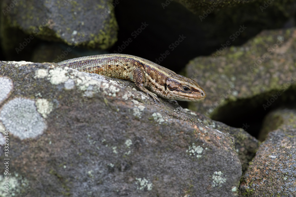 Viviparous Lizard (Zootoca Vivipara)/Common Lizard basking on lichen covered stone wall Viviparous Lizard (Zootoca Vivipara)/Common Lizard basking on lichen covered stone wall