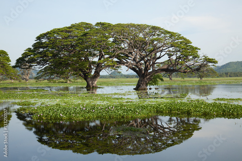 Lake landscape - gigantic trees with water reflection