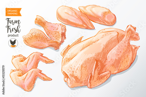 chicken meat vector