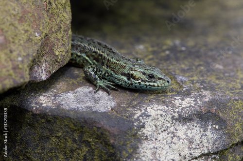 Viviparous Lizard (Zootoca Vivipara)/Common Lizard basking on lichen covered stone wall