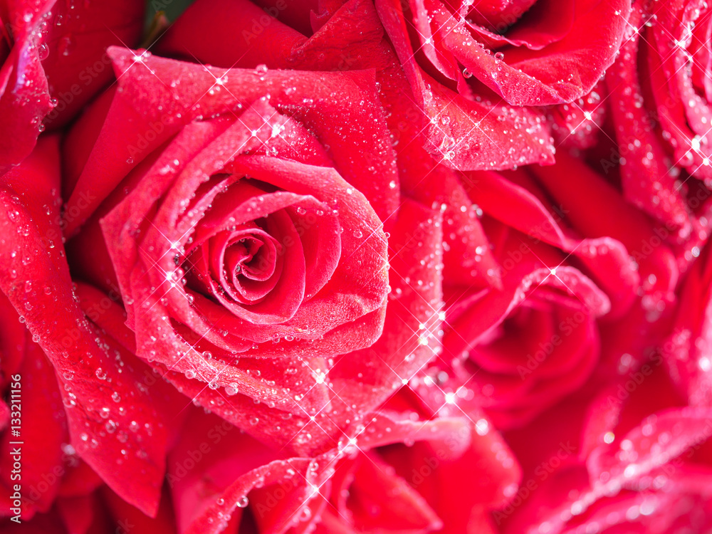 Closeup red rose with water dew drops 10 Closeup red rose with water dew drops 10