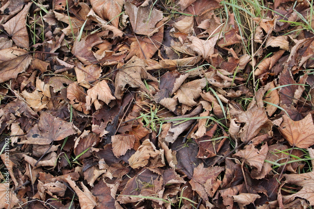 Lit de feuille morte Lit de feuille morte