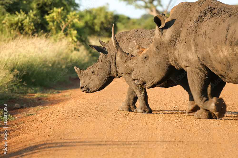 Obraz premium White rhinos roaming on the park road in golden late afternoon light, Kruger National Park, South Africa