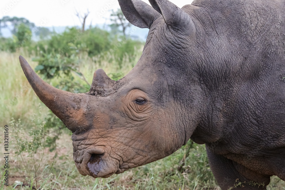 Obraz premium Close up portrait of a White rhino, Kruger National Park, South Africa