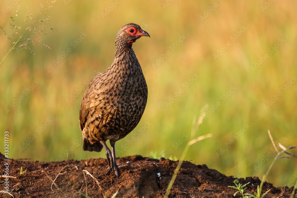 Swainson's Francolin in its natural habitat, Kruger National Park, South Africa Swainson's Francolin in its natural habitat, Kruger National Park, South Africa
