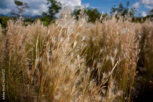 Harvest