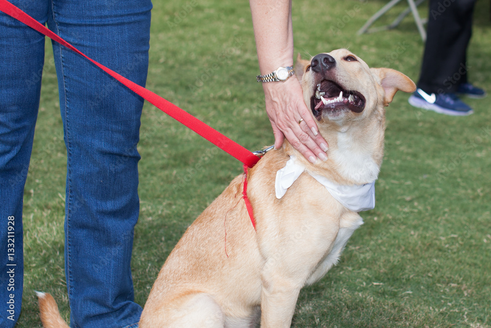 Dog enjoying attention from owner Dog enjoying attention from owner