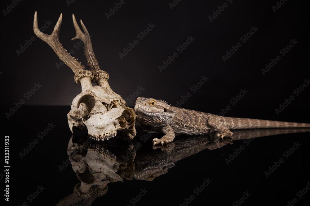 Fototapeta premium Dragon lizard with antlers