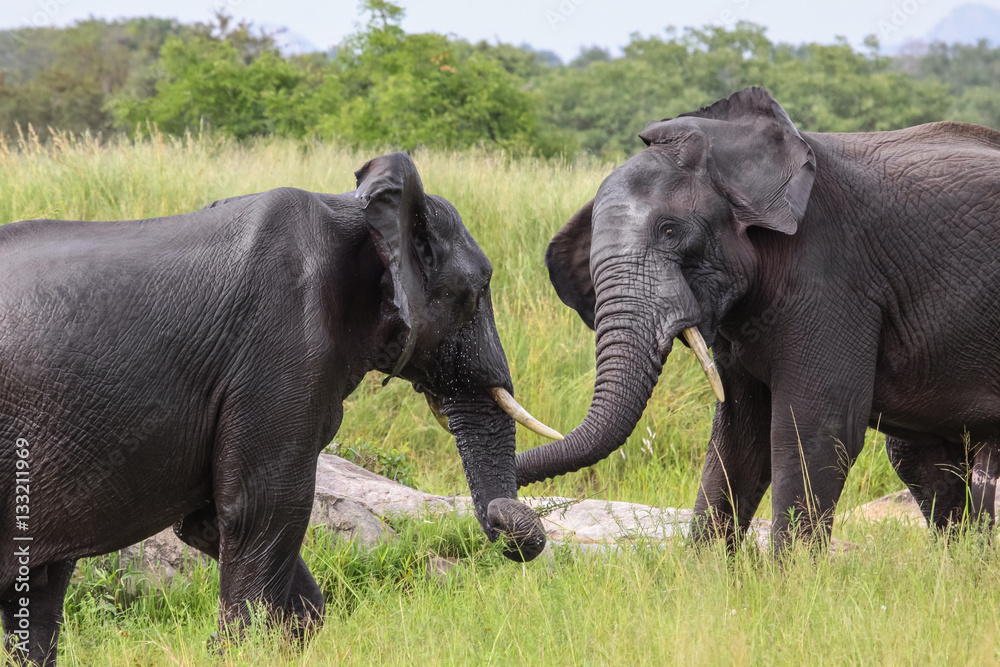 Fototapeta premium Two African elephants fighting each other in the green savanna of Kruger National Park, South Africa