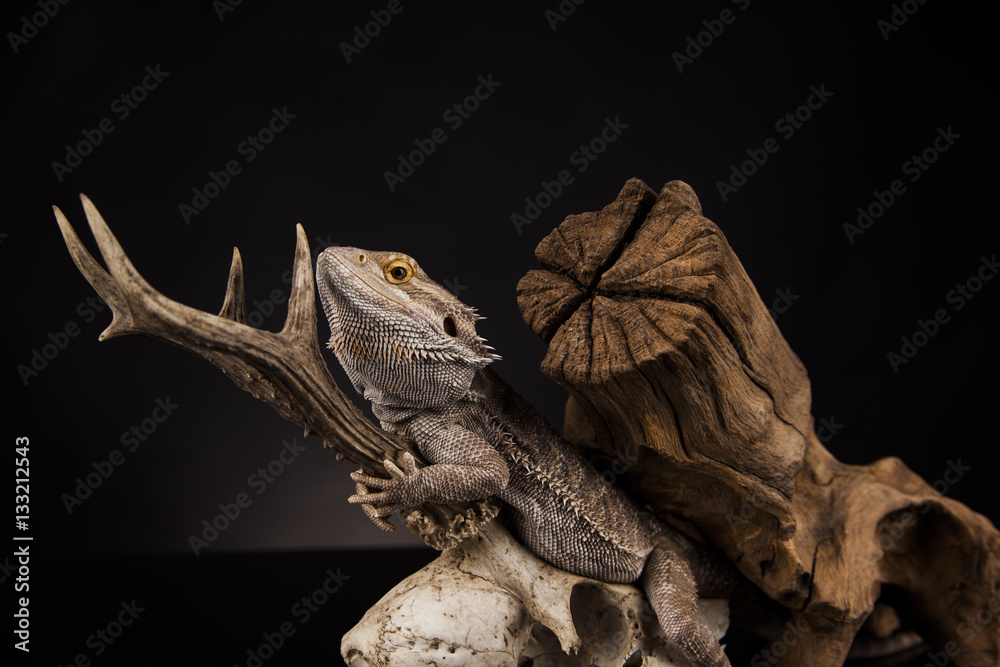 Fototapeta premium Dragon lizard with antlers