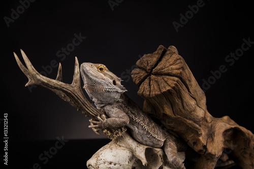 Dragon lizard with antlers