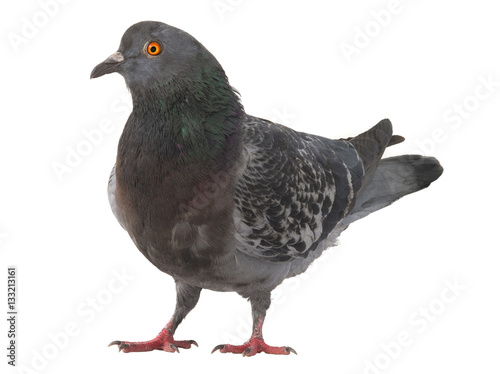  gray pigeon © fotomaster