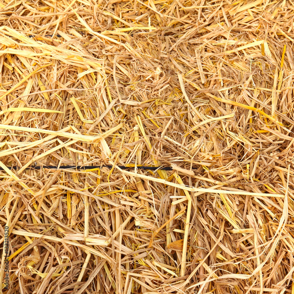 golden straw texture background