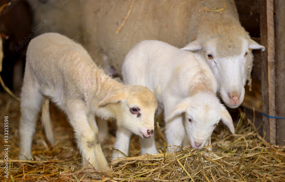 Obraz premium lambs in a stable