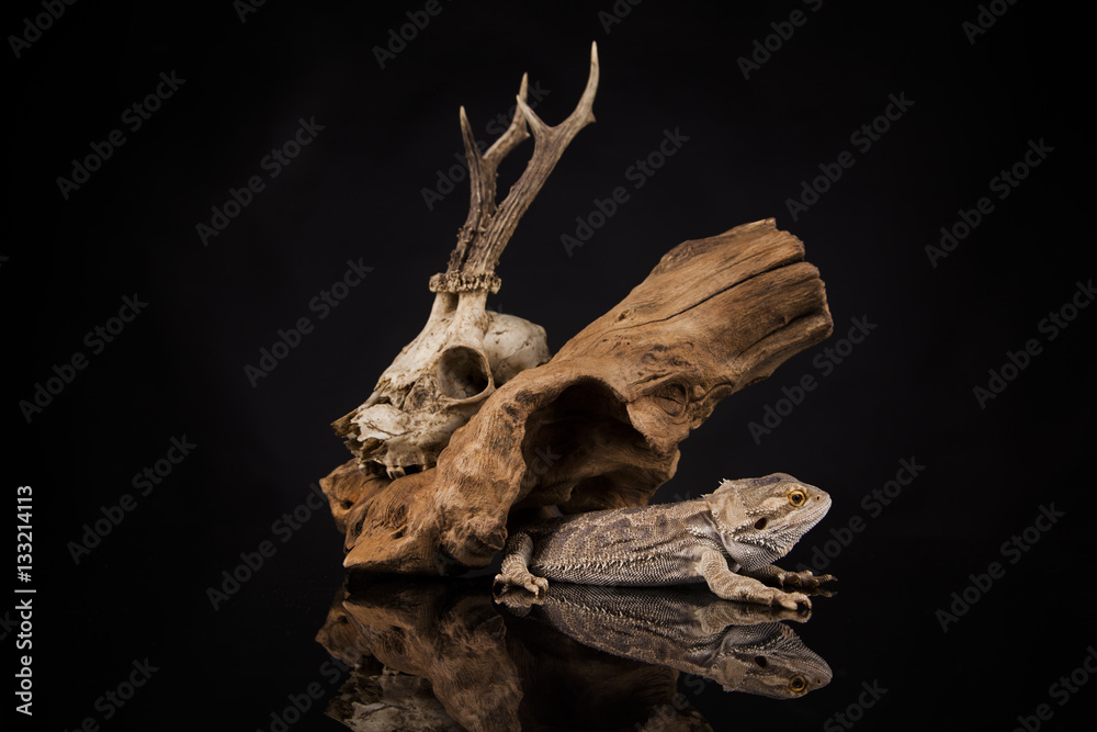 Dragon lizard with root Dragon lizard with root