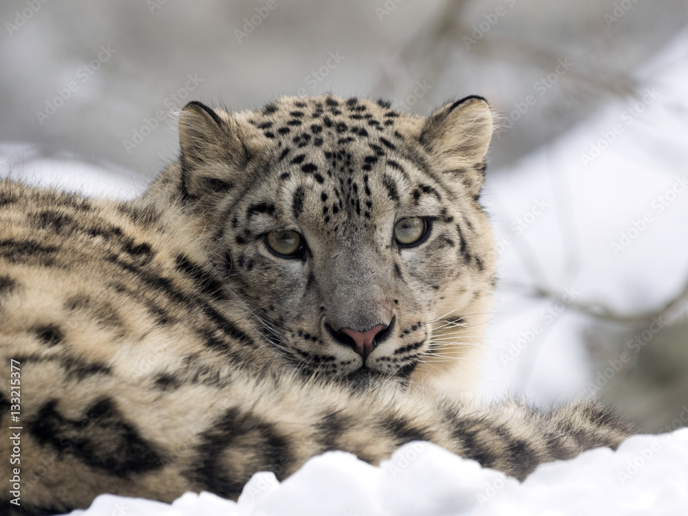 Obraz premium female snow leopard Uncia uncia, watching snowy surroundings