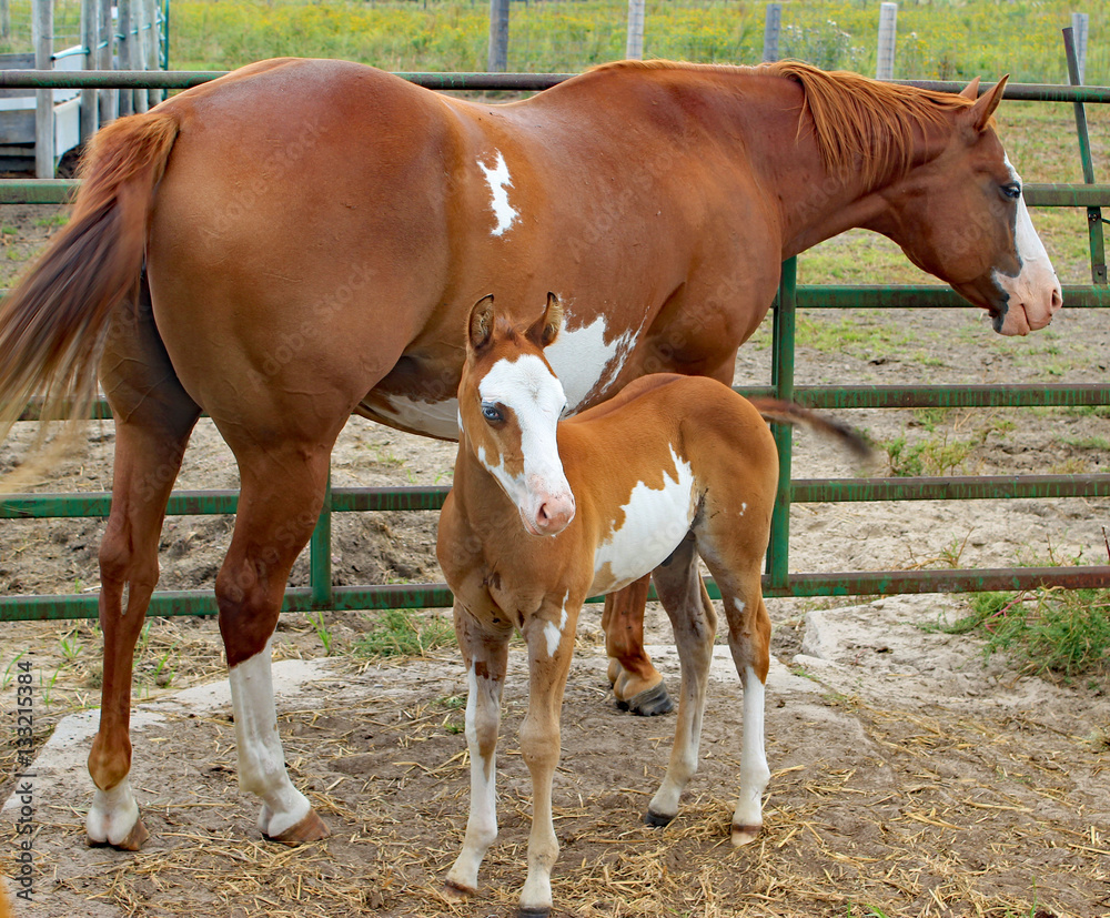 Obraz premium Horse Mare and Colt