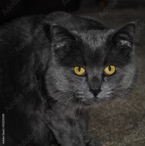 Green Eyed Cat