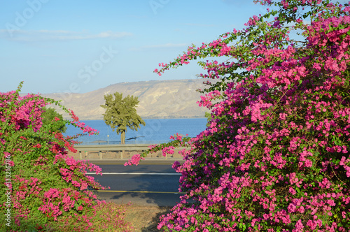 Pink bougainvillea on shore of Kineret, Lake