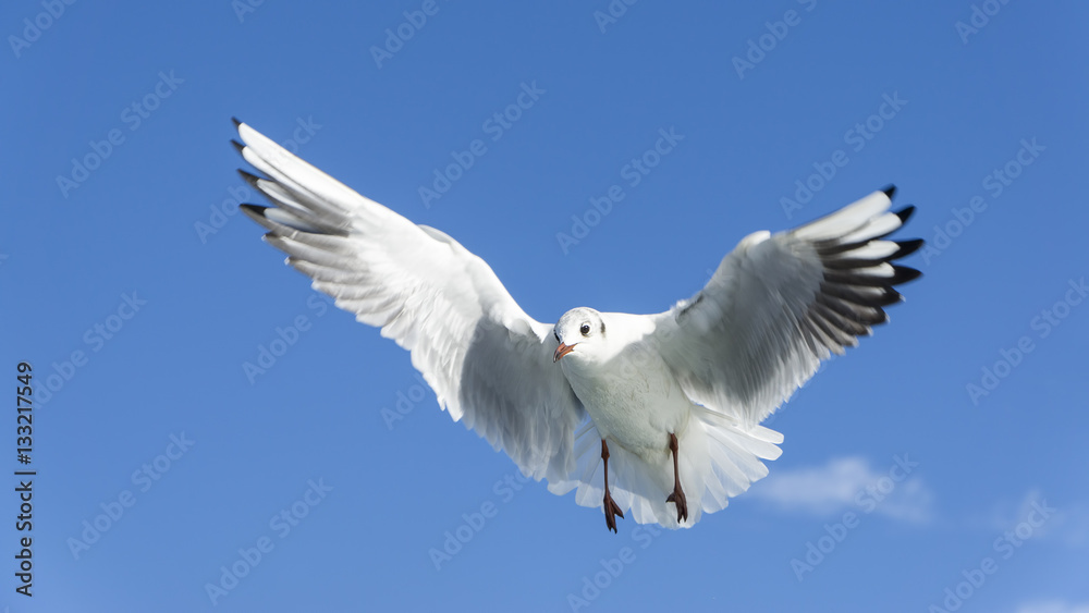 Flying Seagull