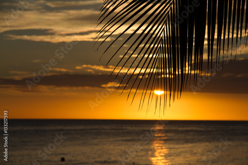 Soleil quise couche derrière un palmier