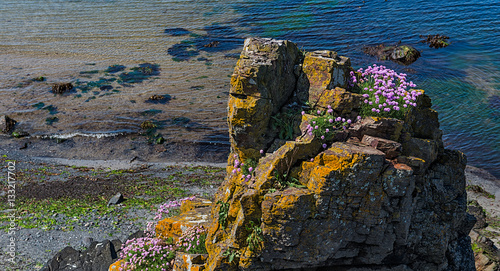 Spring Flowers near the Mull of Kintyre, Scotland photo