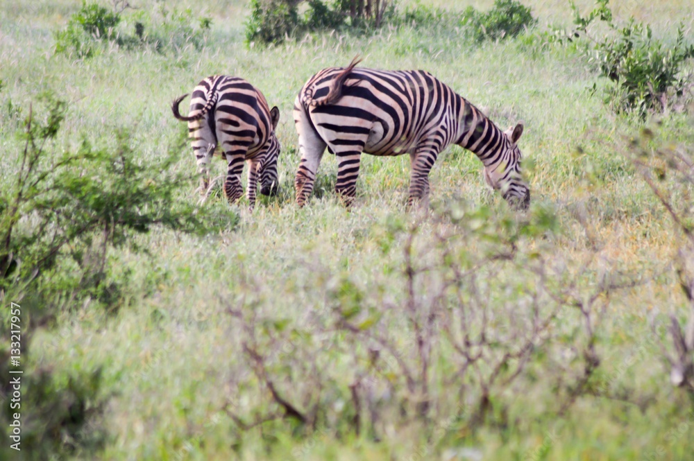 Fototapeta premium two zebras grazing