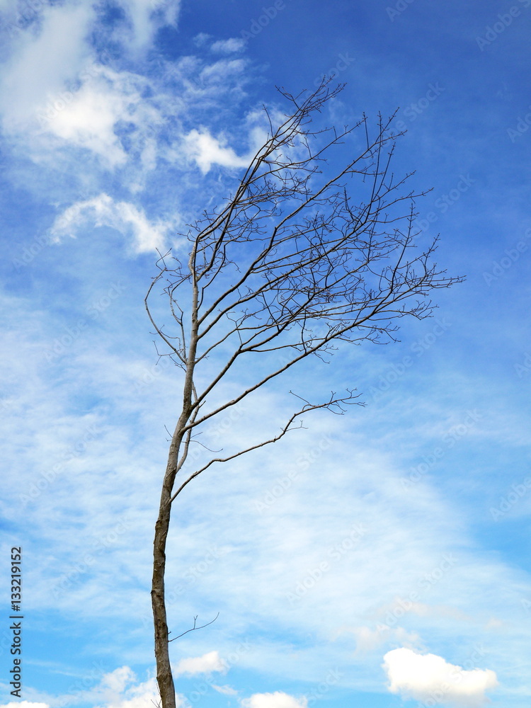 Slender tree, leafless, winter, against blue sky with clouds Slender tree, leafless, winter, against blue sky with clouds