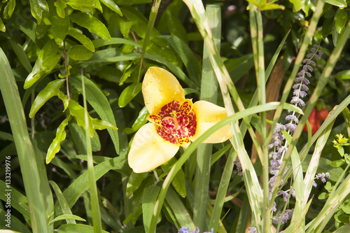 flor