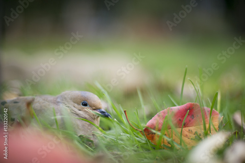 Mourning Dove in the Grass