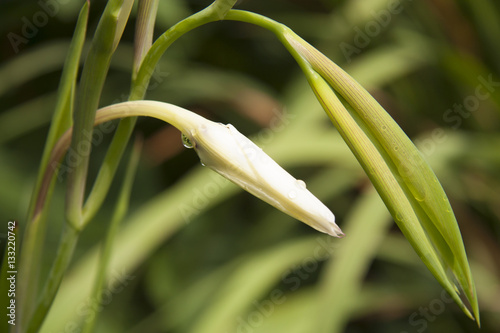 flor