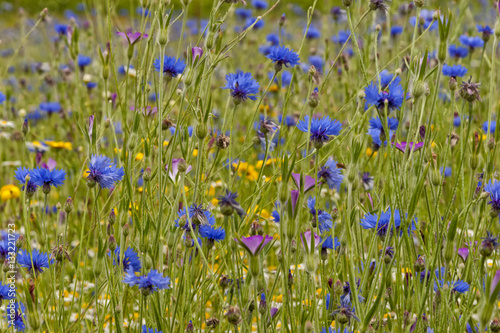 Colorful summer meadow with yellow daisies, blue cornflowers, green wheat, white chamomile