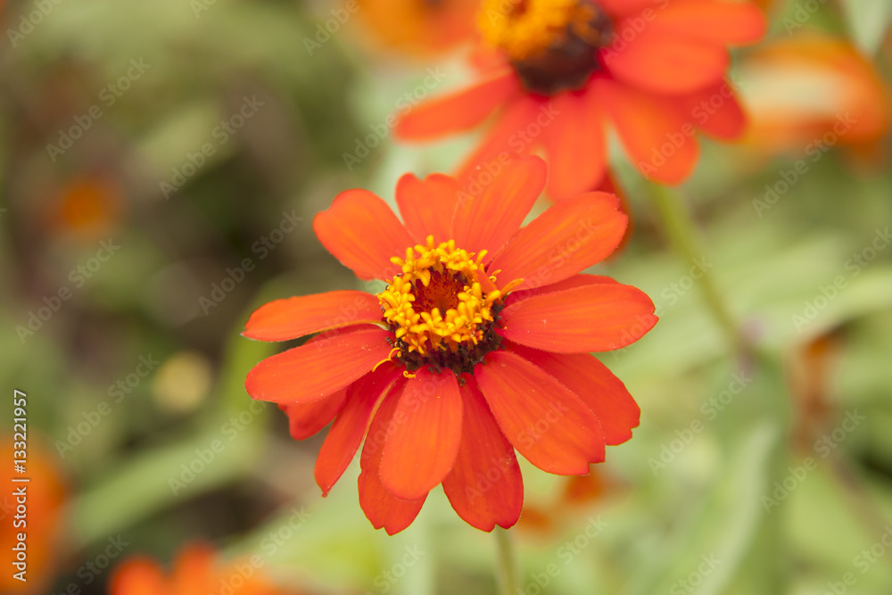 flor flor