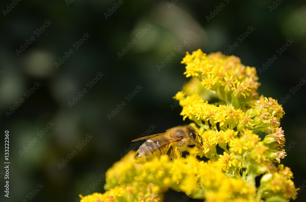 Macro photo of a bee at goldenrod