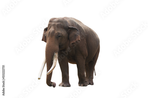 Asian elephant isolated plus clipping path