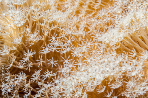 Coral polyps pattern photo