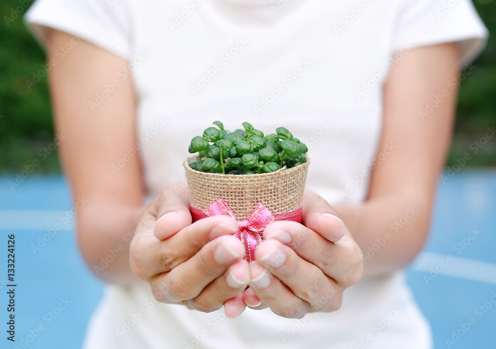 Small tree in a pot wrapped in burlap on woman hands against garden background.