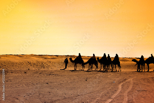 Camel in Sahara Desert during sunset