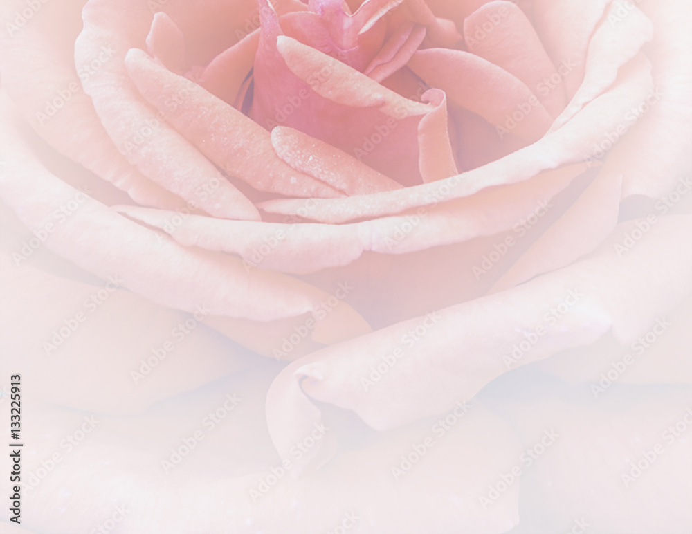 Valentine greeting card with rose background with greadient effect Valentine greeting card with rose background with greadient effect