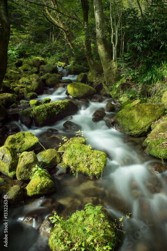 苔の生える渓流