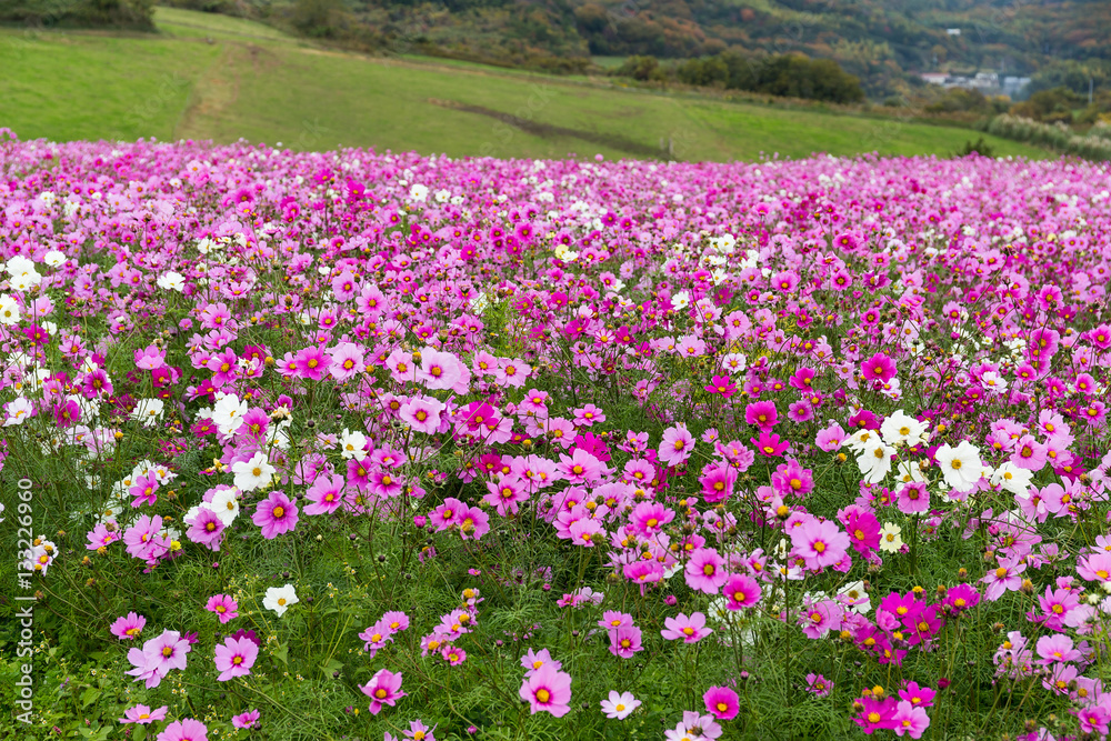 Pink Cosmos flowers field