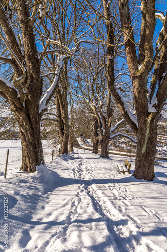 Kastanienbäume in winterlicher Pracht © zauberblicke