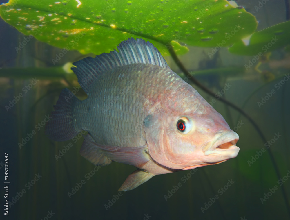 Underwater photography of The Tilapia fish - Oreochromis mossambicus ...