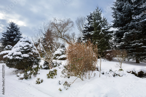 beautiful winter garden covered by snow