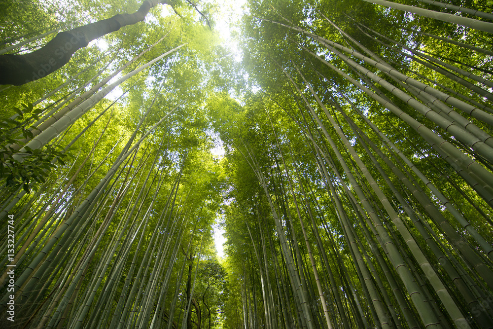 Bamboo path in Arashiyama, Kyoto, Japan Bamboo path in Arashiyama, Kyoto, Japan