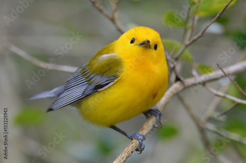 Canvas Print Prothonotary Warbler
